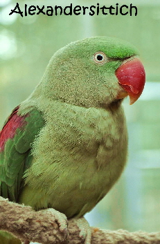 Alexandersittich-266855_128