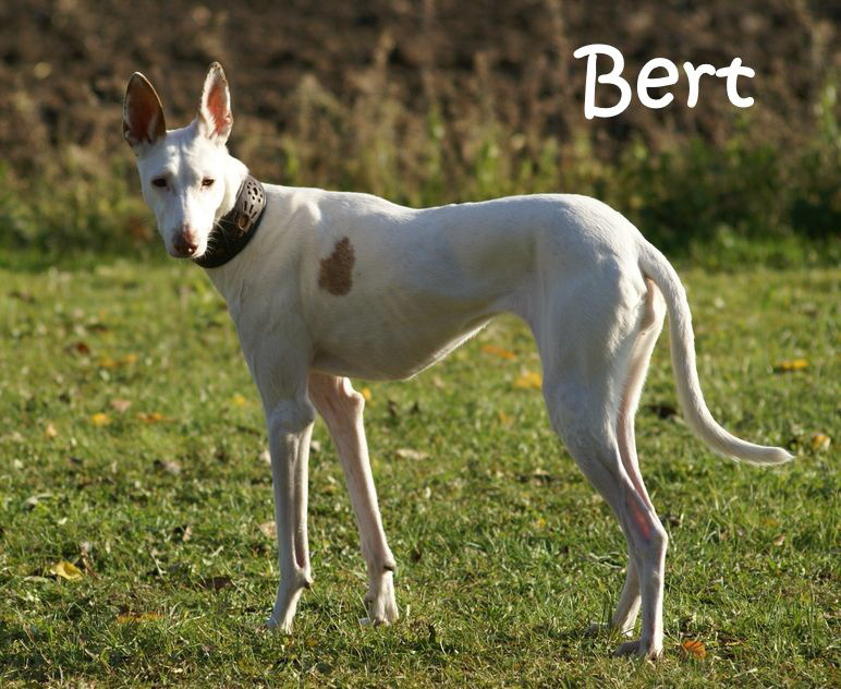 Bert_DSC00198_mN Bert_DSC00198_mN