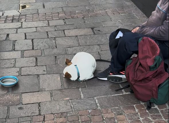 Bettlerhund