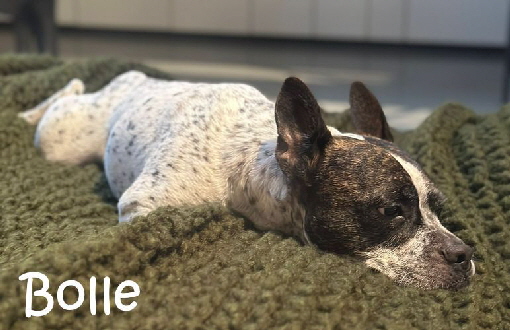 Bolle_IMG-20251119-WA0000 Bolle_IMG-20251119-WA0000