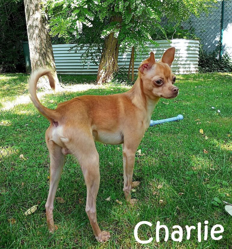 Charlie-2024-07-28-16-53-43-990_mN