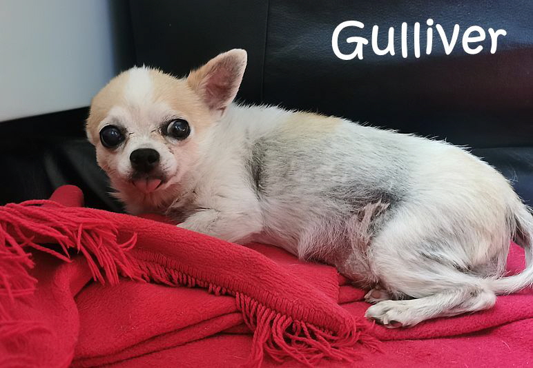 Gulliver_20250729_150156