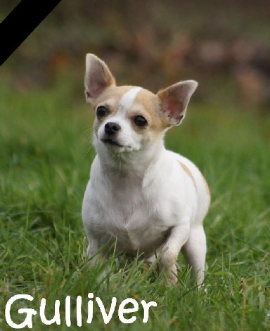 Gulliver_DSC02475_mNtf Gulliver_DSC02475_mNtf