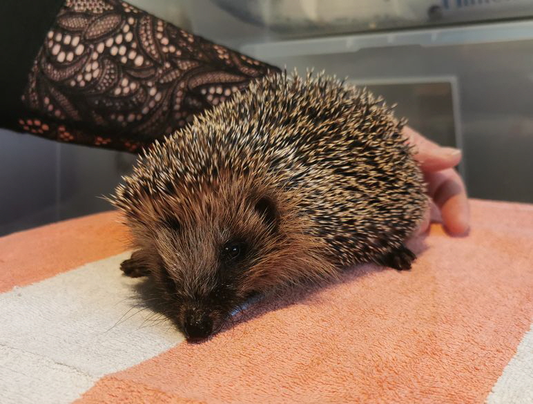 Igel_20251207_150516 Igel_20251207_150516