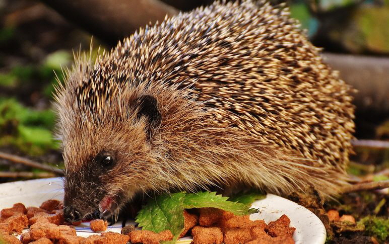 Igel_777957_1920