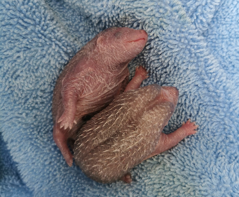 Igelbabies_20250718_155757