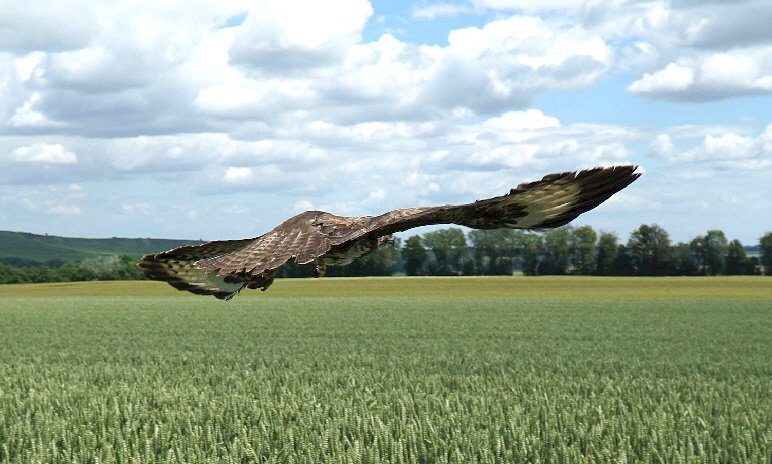 Maeusebussard_DSC00148