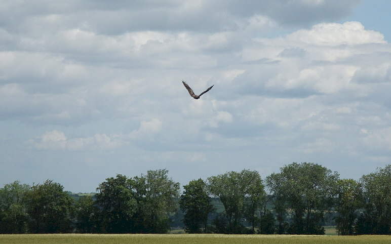 Maeusebussard_DSC00180