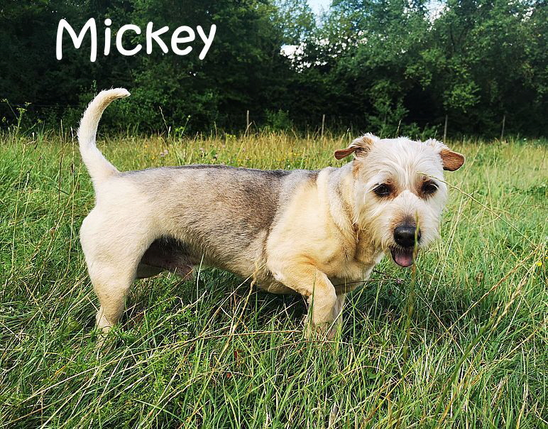 Mickey_20240728_161948_1 Mickey_20240728_161948_1