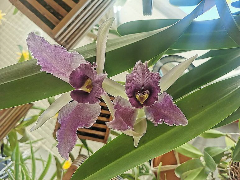 Orchidee_20251121_141810 Orchidee_20251121_141810