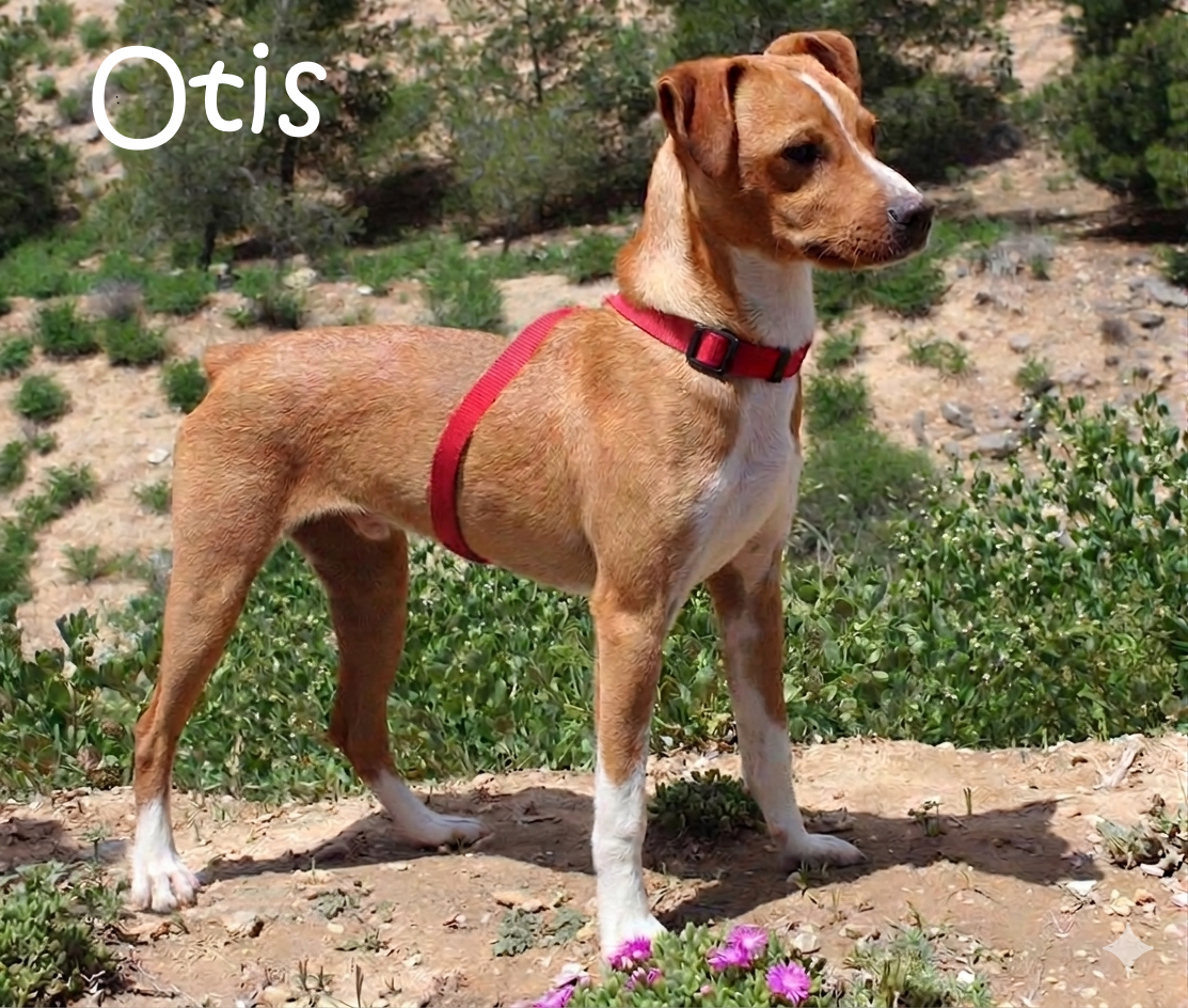 Otis_IMG_9650-1 Otis_IMG_9650-1