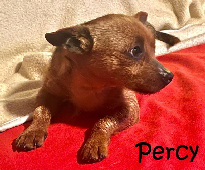 Percy_20260221-WA007_mN Percy_20260221-WA007_mN