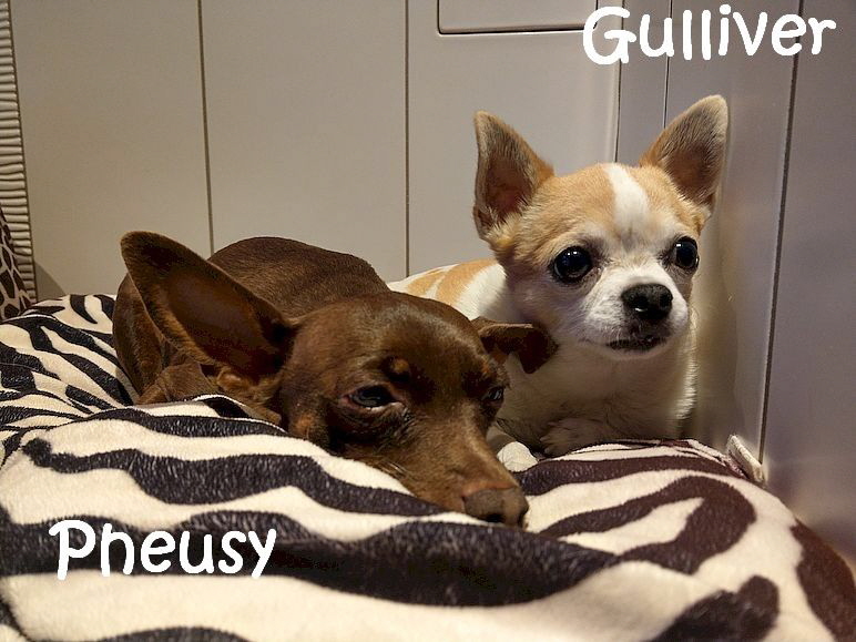 Pheusy+Gulliver_IMAG0304