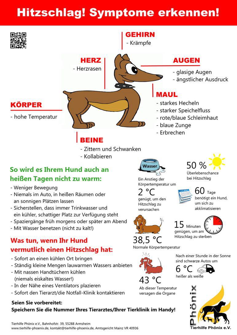 Plakat-Hund-im-Auto-772