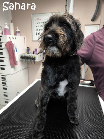 Sahara-20251220-WA0002 Sahara-20251220-WA0002