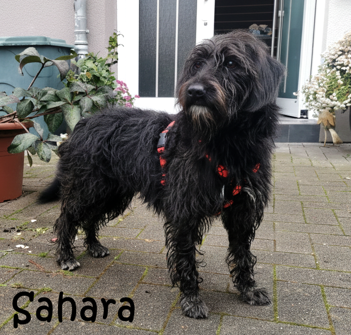 Sahara_10_mN Sahara_10_mN