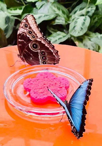 Schmetterling_20260315-WA0002