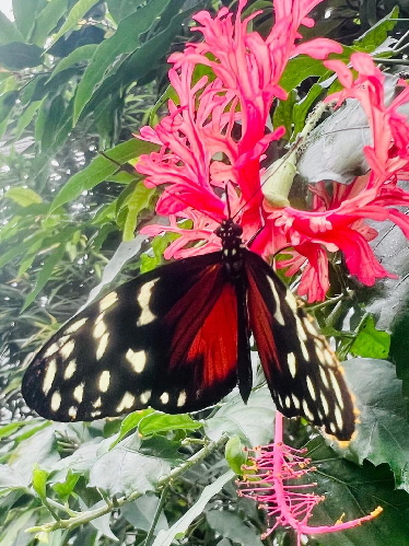 Schmetterling_20260315-WA0011