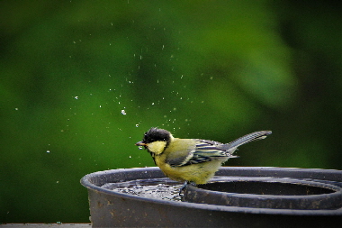 Traenke-great-tit-5271887_1280