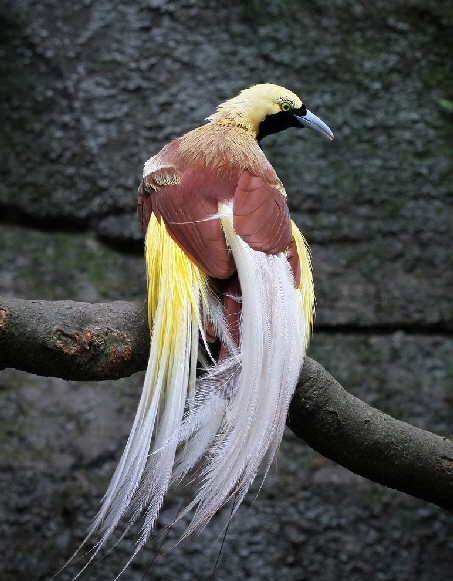 beatiful-bird-paradise-branch-cendrawasih-bird