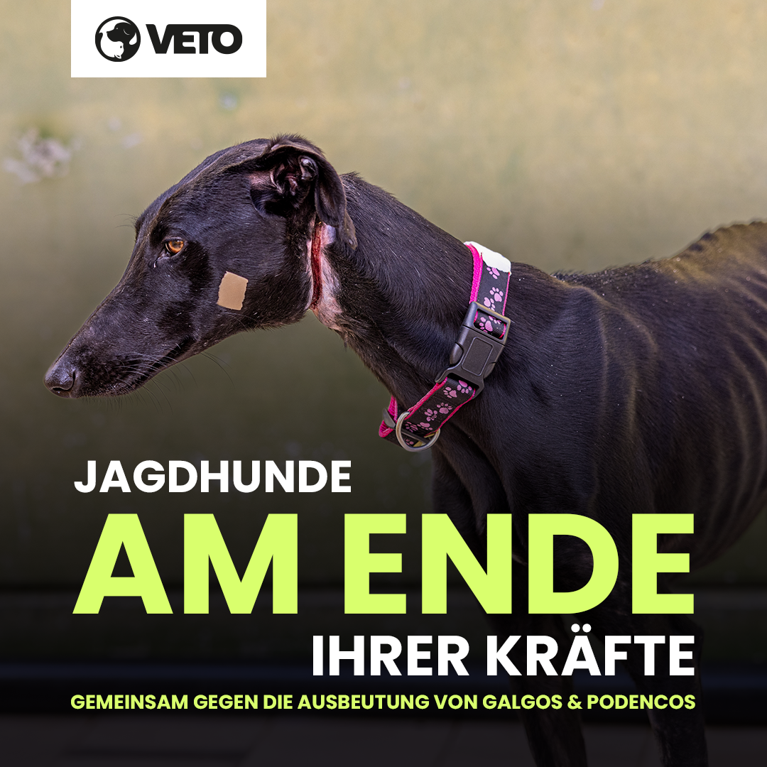 veto-jagdhunde-unterstuetzermaterial-socialmedia-facebook-futter