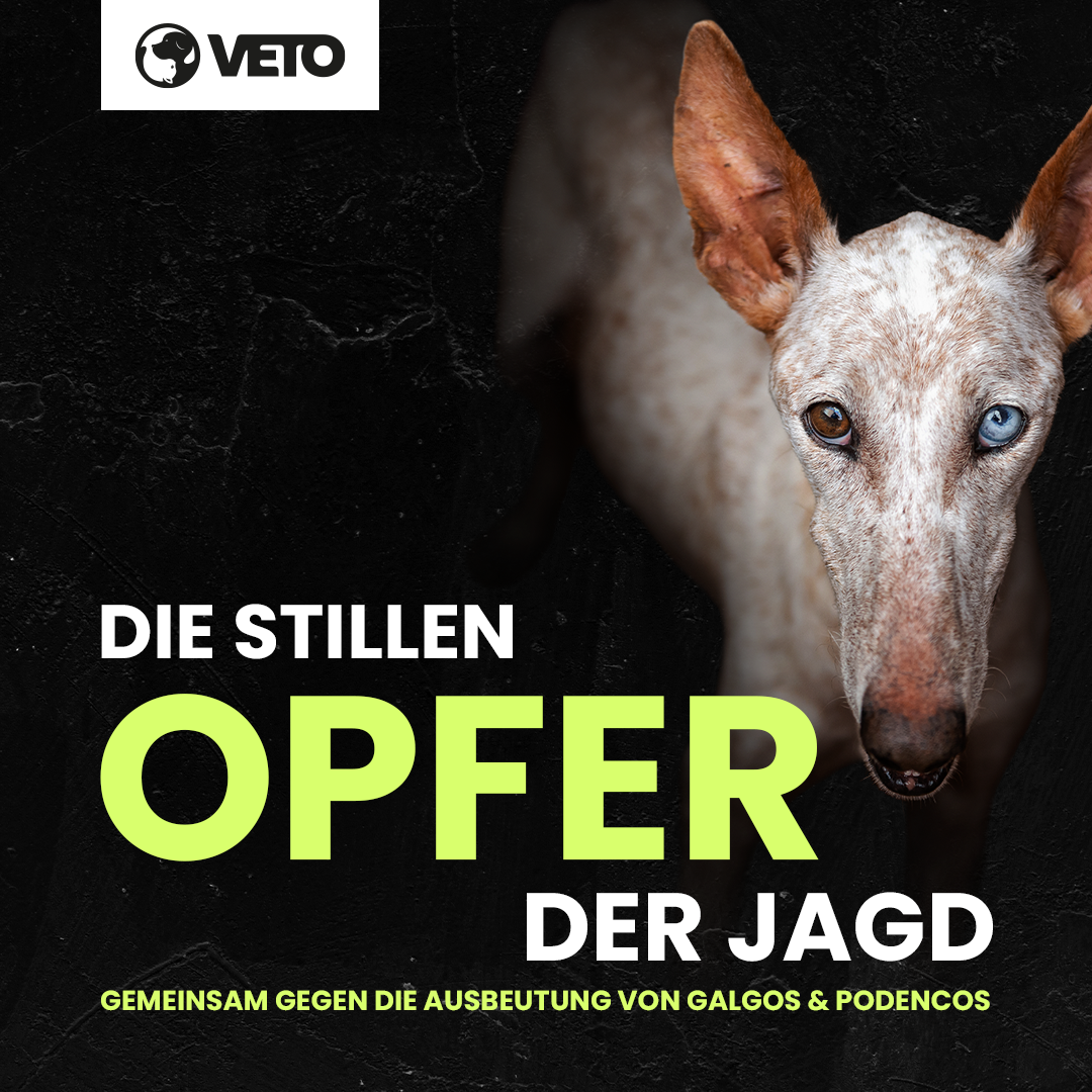 veto-jagdhunde-unterstuetzermaterial-socialmedia-facebook-keyvisual