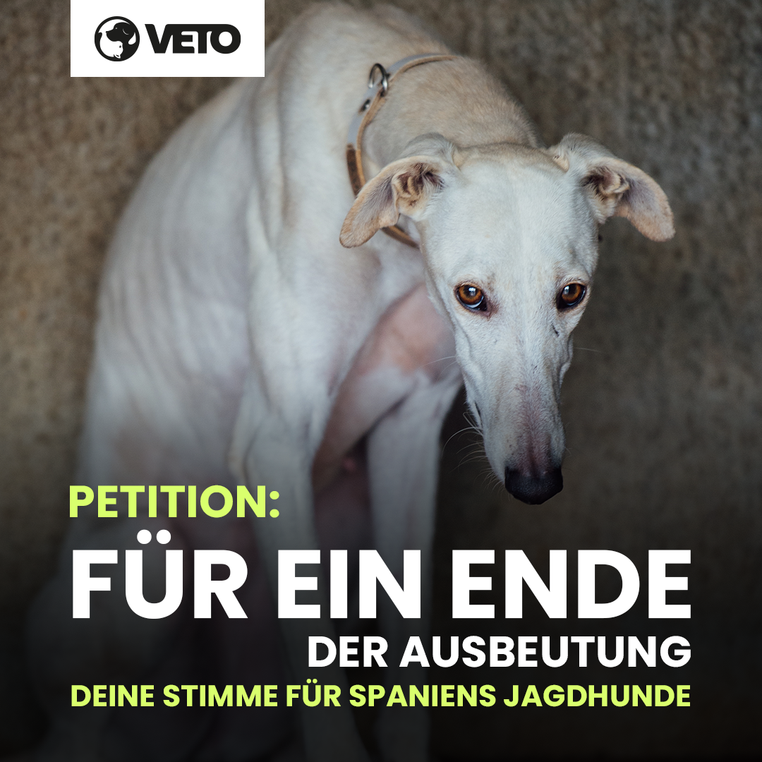 veto-jagdhunde-unterstuetzermaterial-socialmedia-facebook-petition