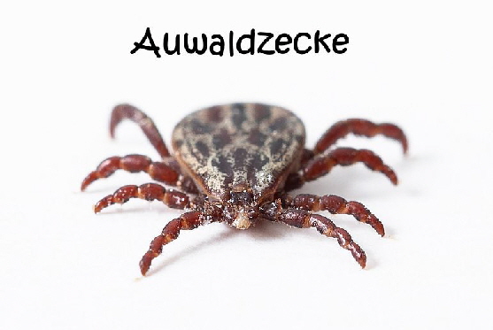 zecke-auwaldzecke zecke-auwaldzecke