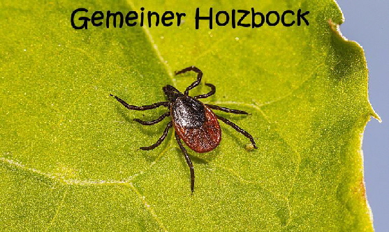 zecke-gem-holzbock zecke-gem-holzbock